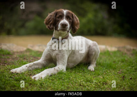 Hardie, a springer spaniel, sits outside his owner's home in Austin, Texas, February 21, 2016 Stock Photo