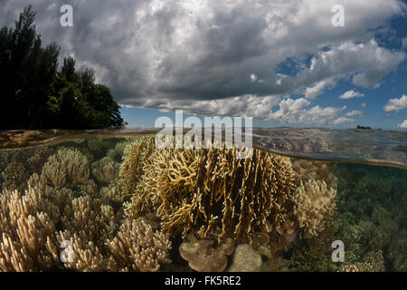 Shallow corals split level with the island Stock Photo