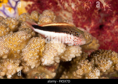 Juvenile black-sided hawkfish (Paracirrhites forsteri) Stock Photo
