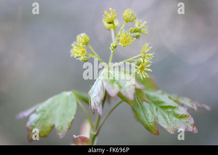 Field maple (Acer campestre). Flowers on tree in the family Sapindaceae, in spring in a British woodland Stock Photo