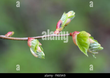 Small-leaved lime (Tilia cordata). A tree in the family Tiliaceae with buds opening, coming into leaf.  Also know as linden Stock Photo