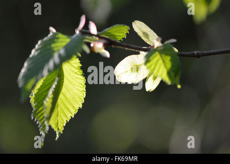 Wych elm (Ulmus glabra). Sunlight shining through winged samara seeds of tree in the family Ulmaceae, growing in a British wood Stock Photo