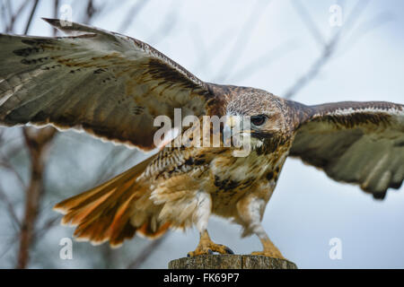 Red tailed hawk, an American raptor, bird of prey, United Kingdom, Europe Stock Photo