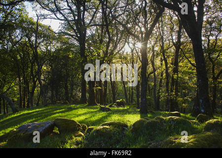 Ancient oak woodland in the Dart Valley, near Dartmeet, Dartmoor National Park, Devon, England, United Kingdom, Europe Stock Photo