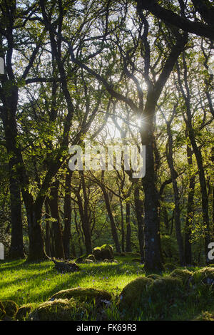 Ancient oak woodland in the Dart Valley, near Dartmeet, Dartmoor National Park, Devon, England, United Kingdom, Europe Stock Photo