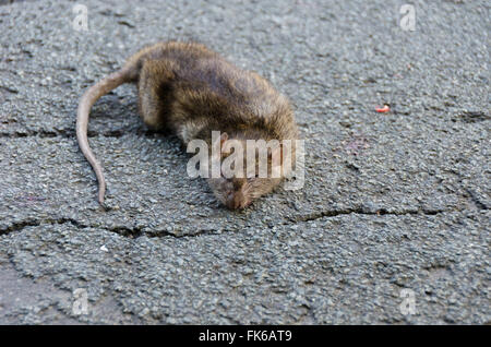 Dead Rat on Tarmac Road Stock Photo