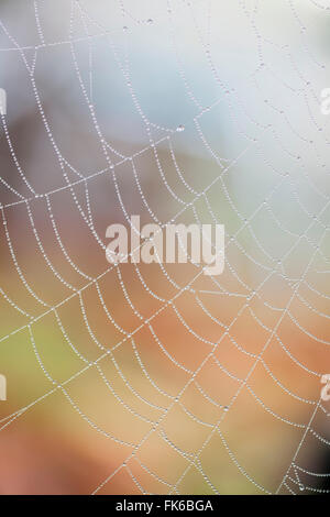 Dewdrops on a spiders web, United Kingdom, Europe Stock Photo