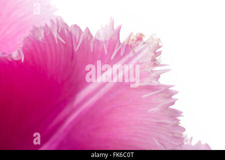 Macro of a pink fringed tulip, tulipa crispa, on white background Stock Photo