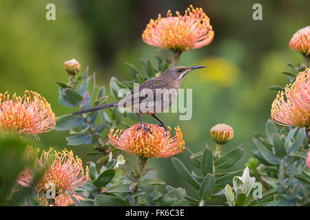 Cape sugarbird (Promerops cafer), perched on protea, Harold Porter Botanical Gardens, Western Cape, South Africa, Africa Stock Photo