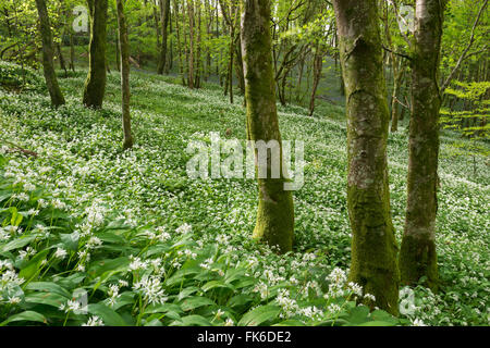 Wild garlic flowering in a Cornish woodland, Looe, Cornwall, England, United Kingdom, Europe Stock Photo
