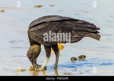 South American black vulture (Coragyps brasiliensis) eating dead fish on a popular beach, Santa Teresa, Puntarenas, Costa Rica Stock Photo