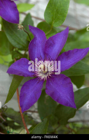 Clematis ' The President ' Clematis ' The President '