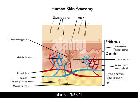 Human Skin Anatomy - detailed illustration with designations in English Stock Photo