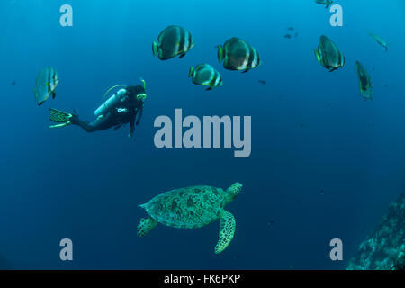 Green sea turtle (Chelonia mydas) with schooling batfish (Platax orbicularis) and diver. Stock Photo