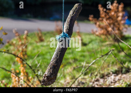 A log hangs from a large branch on a tree in Sefton Park, tied on by blue rope. Stock Photo
