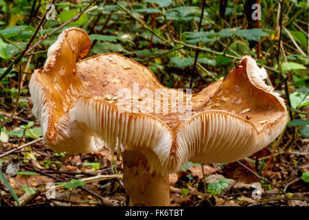 Large wavy top fungi in forest on ground with white gills in wooded area. Stock Photo