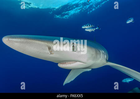 Blue Shark and Pilot Fish, Prionace glauca and Naucrates ductor, Azores, Portugal, Atlantic Ocean Stock Photo
