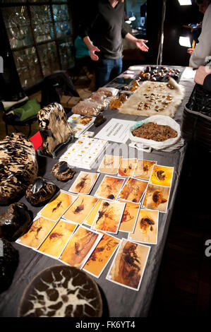 Photos of insects trapped in amber and gemstones lying on table at Warsaw Mineral Expo 2016, 5th March, VI edition event Stock Photo