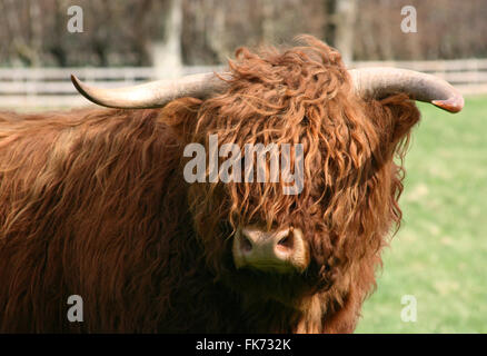 Hairy Scottish Highland cow standing in field Stock Photo