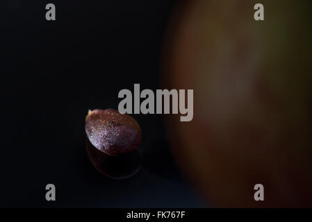 An apple pip against a dark background Stock Photo