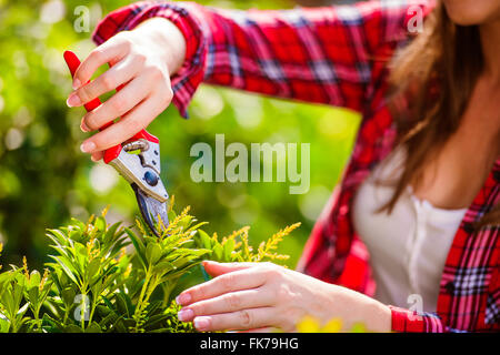 Unrecognizable gardener pruning little tree, green sunny nature Stock Photo