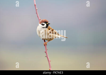 Tree Sparrow (Passer montanus) perched. Stock Photo