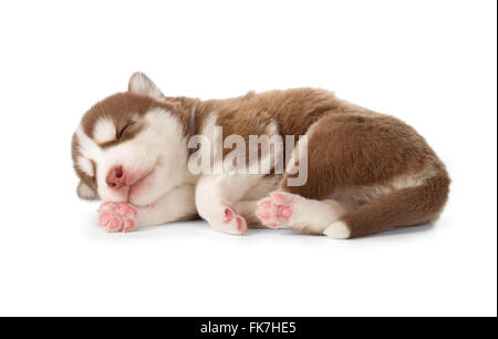 Sweet Siberian husky puppy. Sleeping, side view, isolated on white. Stock Photo