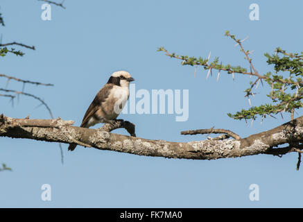 Northern white-crowned shrike (Eurocephalus rueppelli) Stock Photo