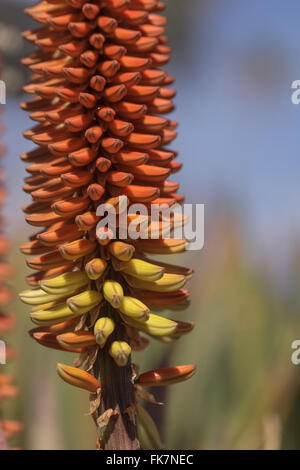 Orange and yellow hot poker flowers on Aloe succotrina bloom in South Africa Stock Photo