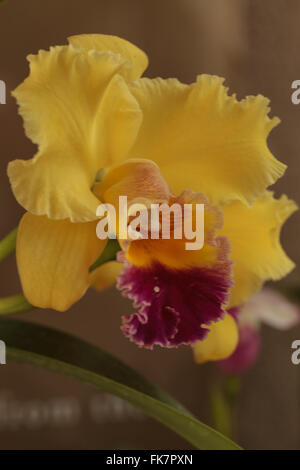 Cattleya orchid flower blooms in summer in Hawaii in a botanical garden Stock Photo