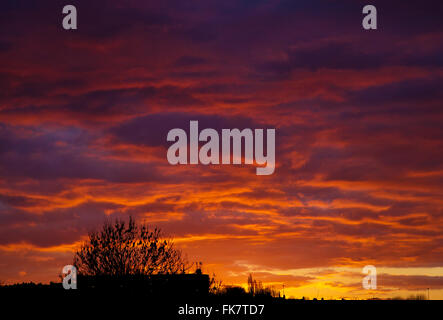 London, UK. 7th March, 2016. UK Weather: Stunning sunset over North London, silhouetting suburban tree and houses in the foreground. Credit:  Dinendra Haria/Alamy Live News Stock Photo