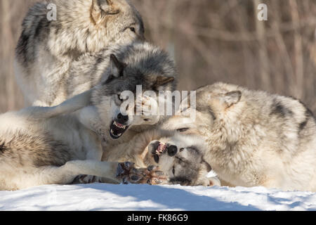 Timber wolf in a winter scene Stock Photo