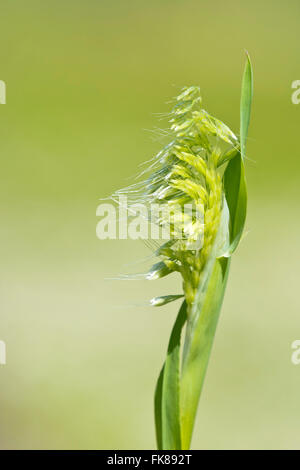Golden dog's-tail (Lamarckia aurea), Monteveccio, Sardinia, Italy Stock Photo