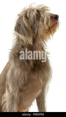 large rough haired dog