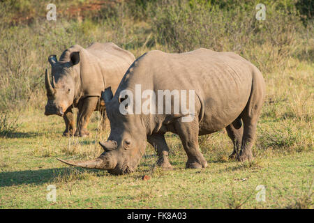 Grazing White Rhinoceros (Ceratotherium simum), Soutpansberg, South Africa Stock Photo
