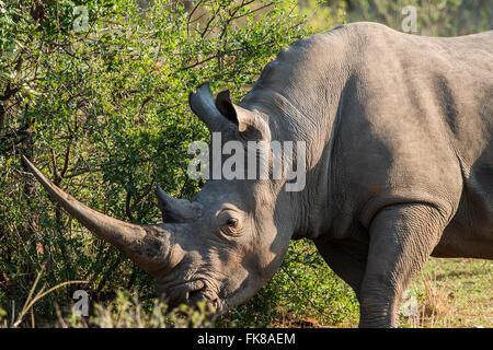 White Rhinoceros (Ceratotherium simum), Soutpansberg, South Africa Stock Photo