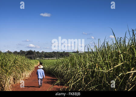 Rural workers in plantation of cane sugar Stock Photo