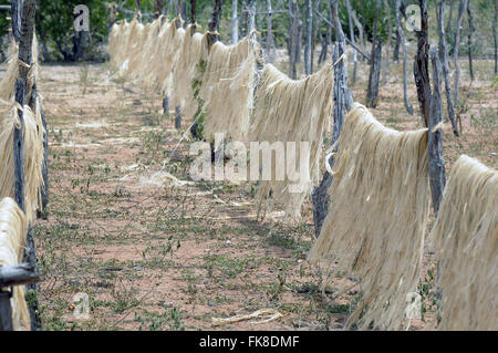 Drying the fibers in the field - called region Territory of Sisal Stock Photo