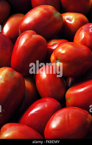 Tomatoes harvested long life variety in rura area Potirendaba Stock Photo