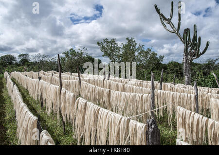 Drying of sisal fiber in rural field after harvest Stock Photo