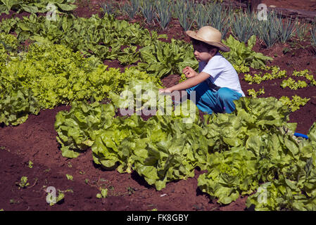 Menino de 6 anos em horta orgânica de agricultura familiar Stock Photo