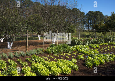 Horta orgânica de agricultura familiar Stock Photo