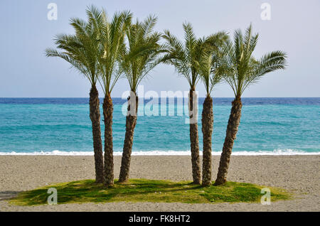 Palms on the tropical coast of Granada Stock Photo