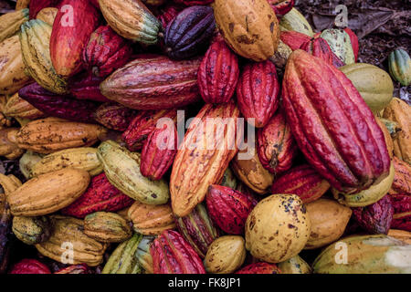 Detail of pile of cocoa beans in the ground after harvest Stock Photo