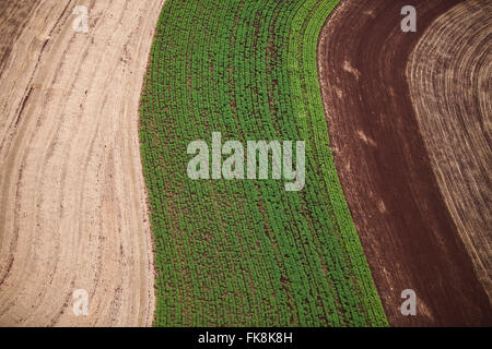 Rural property with cassava plantation Stock Photo