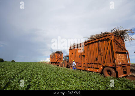 Transport of cane sugar after harvest mechanized hand planting soybeans in rural Stock Photo