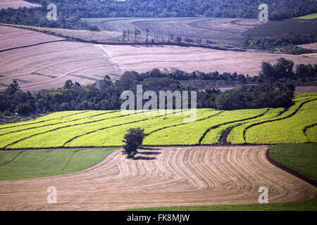 Aerial view of plantation of cane sugar and other plantations recently harvested Stock Photo