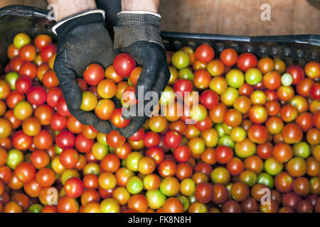 Worker hands in organic mini-tomatoes grown under glass in the countryside Stock Photo