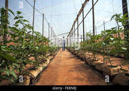 Farmer walking through the planting of organic tomatoes in greenhouses in the countryside Stock Photo