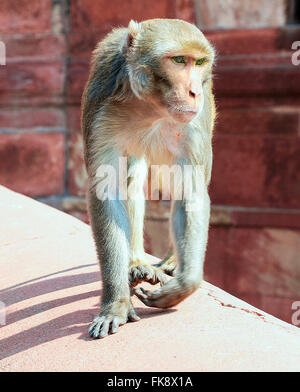 Young Rhesus Macaque monkey playing Stock Photo